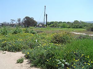 Madrona Marsh2