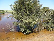 Melaleuca cuticularis (habit)