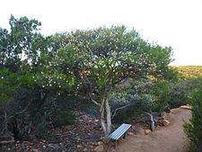 Melaleuca nematophylla (habit)