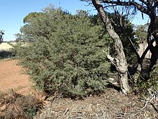 Melaleuca phoidophylla habit