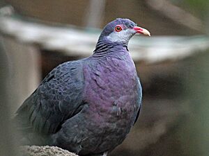 Metallic Pigeon RWD6.jpg