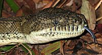 Morelia spilota head