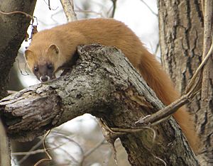 Mustela itatsi on tree.JPG