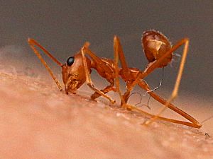 Oecophylla smaragdina-biting