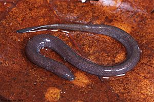 One-toed Amphiuma.jpg