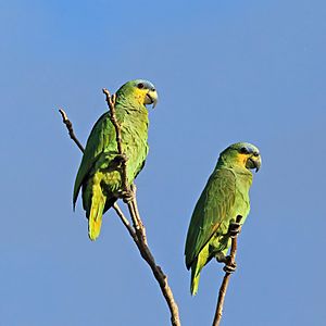 Orange-winged parrots (Amazona amazonica tobagensis).jpg