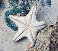 Oreaster reticulatus201905mx