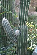 Pachycereus militaris 0zz.jpg