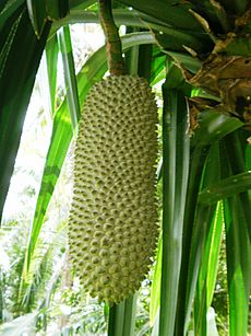 Pandanus simplex is karagumoy