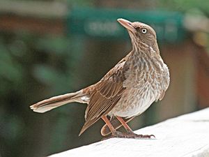 Pearly-eyed Thrasher StJohn RWD