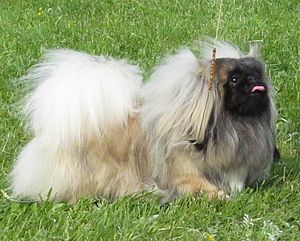 Pekingese Moletai May 2014