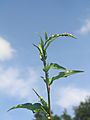 Persicaria hydropiper