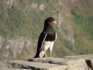 Phalcoboenus megalopterus near Macchu Picchu