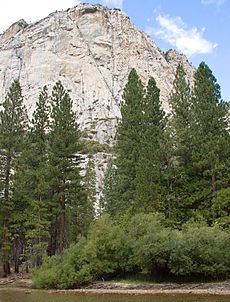 Pinus ponderosa KingsCanyon1