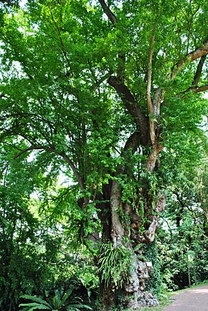 Pithecellobium dulce, Fort Canning