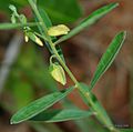 Polygala elongata in Talakona, AP I IMG 8388