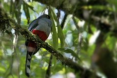 Priotelus roseigaster