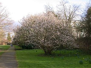 Prunus pseudocerasus 20070226-1607-100.jpg