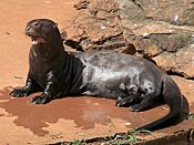 Pteronura brasiliensis zoo Brasilia 01.jpg