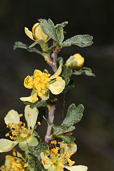 Purshia tridentata 9575