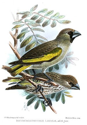 RhynchostruthusLouisaeKeulemans.jpg