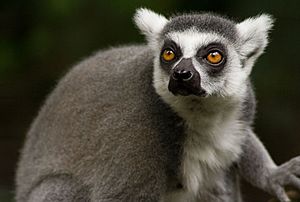 Ringtailedlemur - 24937