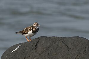 Ruddy turnstone at Muzhappilangad Beach