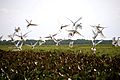 Sabanas vestidas de Garzas Blancas