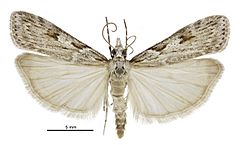 Scoparia halopis male.jpg