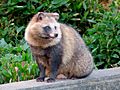 Tanuki in Higashiyama Zoo - 2.jpg