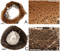 Tenontosaurus osteohistology