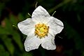 Thimbleberry flower (Rubus parviflorus)