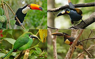 Toucans (Ramphastidae).jpg