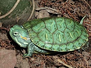 Trachemys scripta elegans23