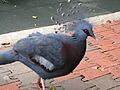 Victoria Crowned Pigeon (7856589332)
