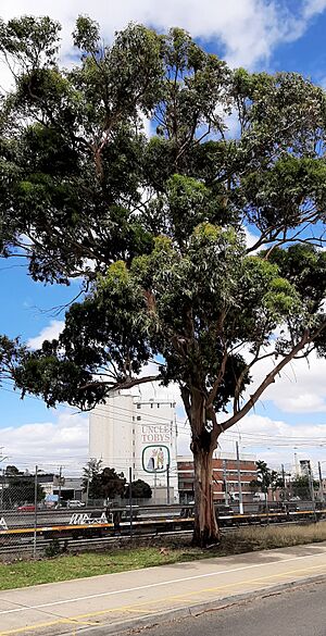 West Footscray