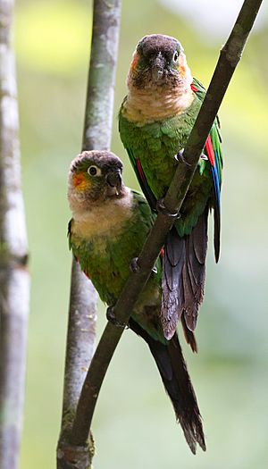 White-breasted Parakeets (Pyrrhua albipectus)