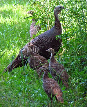 Wild turkey and juveniles