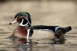 Wood Duck Wissahickon Creek.png