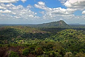 Amazon jungle from above