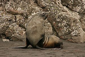 Antarcticfurseal kinggeorgeisland.jpg