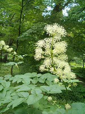 Aralia cordata BotGardBln07122011E.JPG