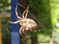 Araneus diadematus underside 1