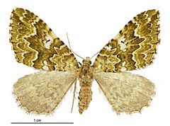 Asaphodes beata female.jpg