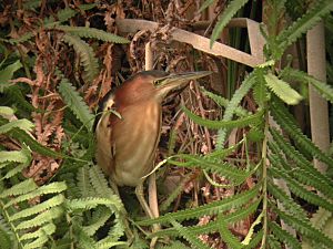 Australian Little Bittern Sherwood Nov01.jpg