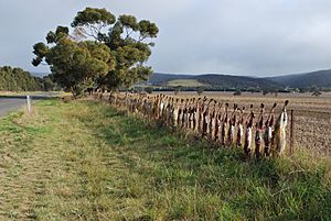 Balliang Dead Foxes