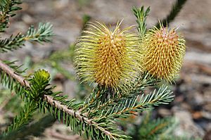 Banksia pulchella.jpg