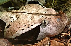 Bitis gabonica rhinoceros