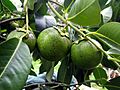 Black Sapote 1