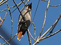 Bohemian Waxwing-male, Ottawa